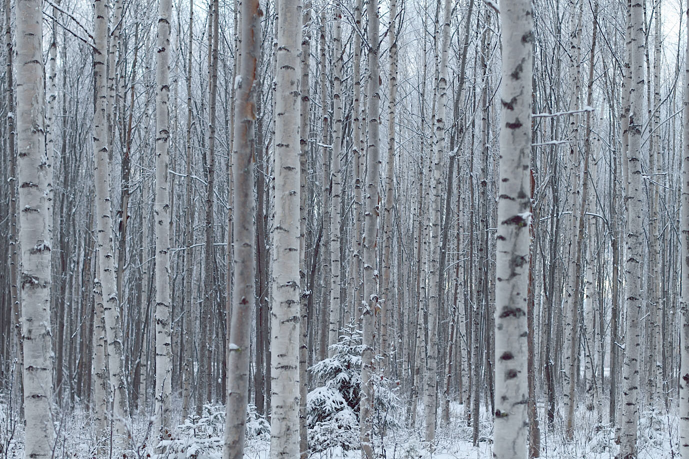 Birch Forest Winter