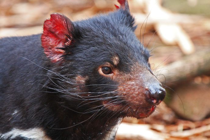 The infamous Tasmanian Devil