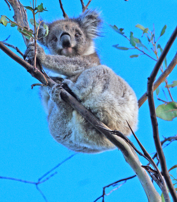 Koalas seem to defy gravity: it seems impossible that a small tree branch can support their bulk.