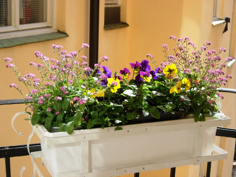 The window box on MB's balcony.