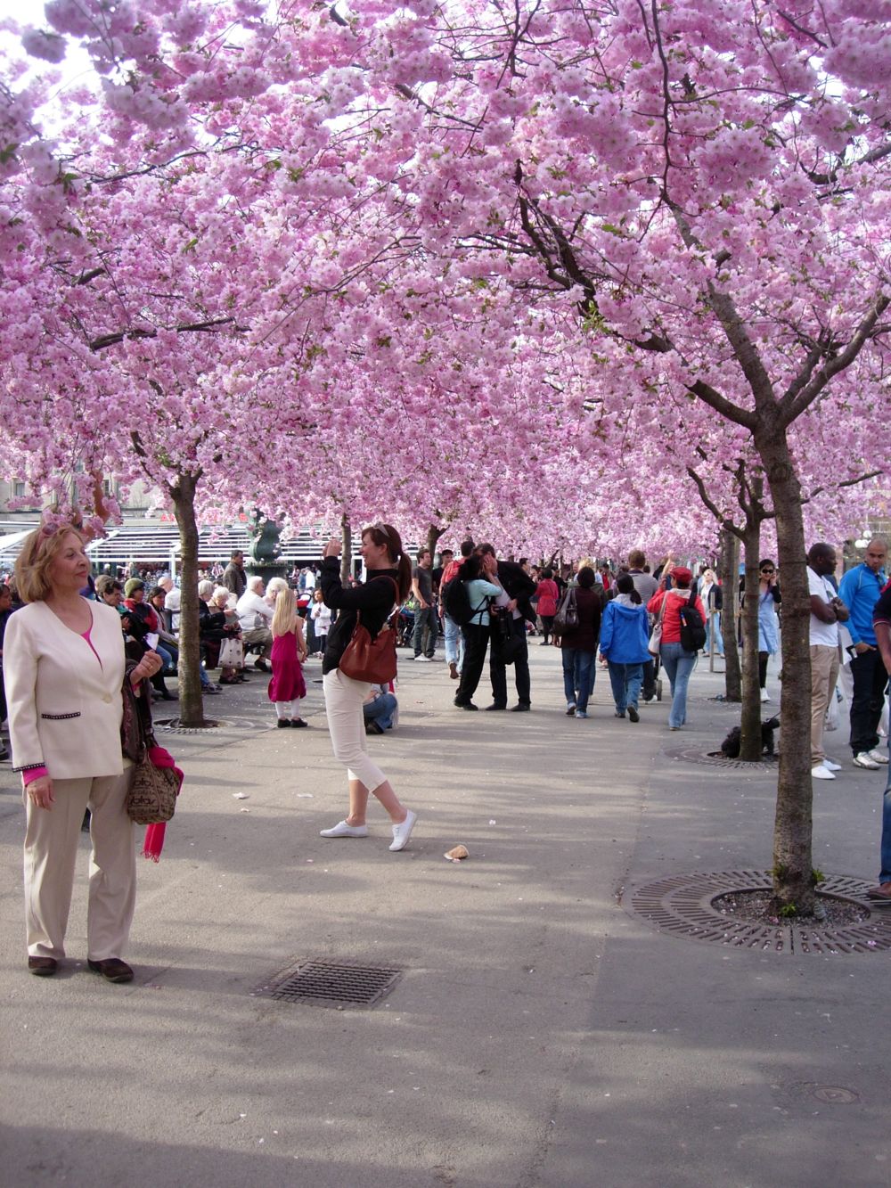 The cherry blossoms at Kungstradarden