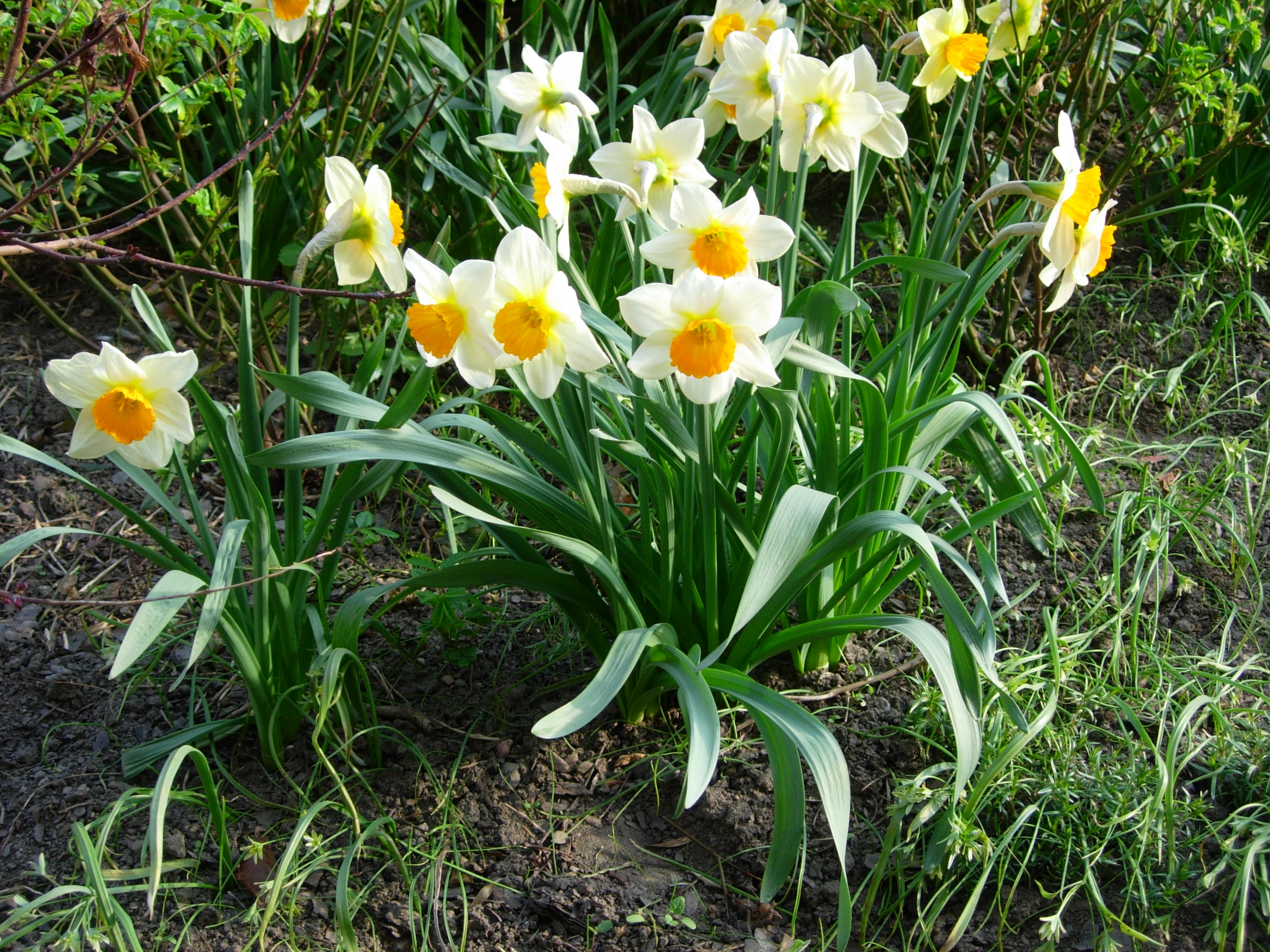 Daffodils outside my front door.