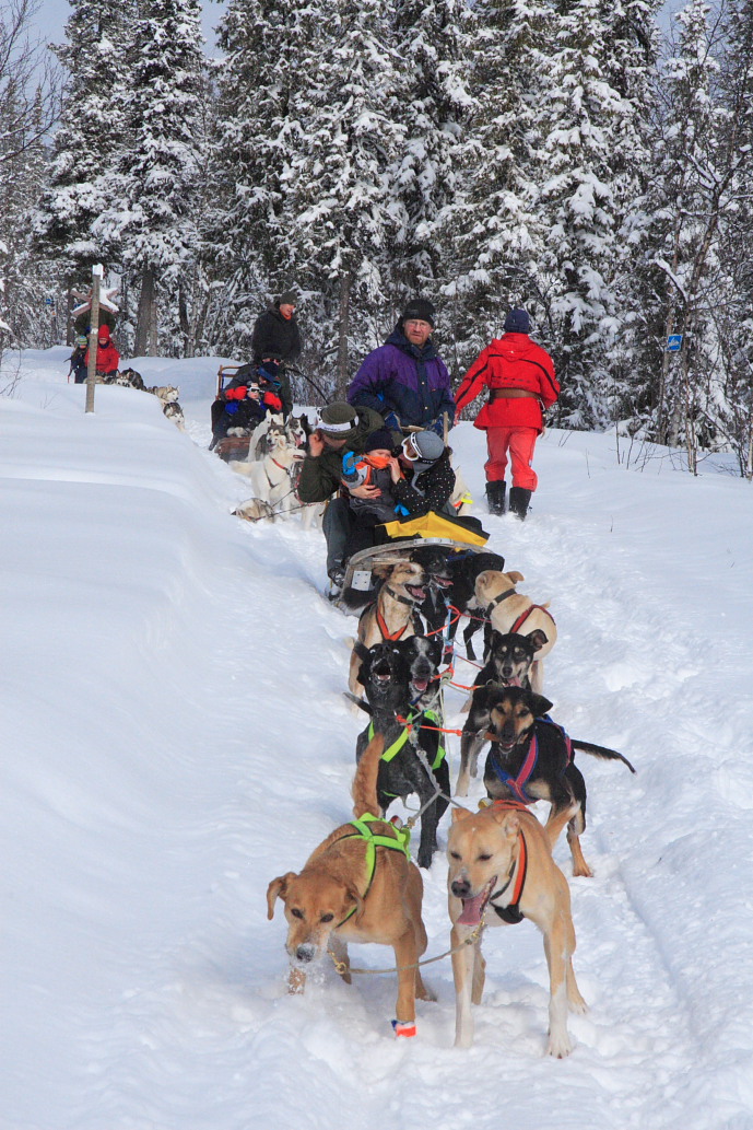 Checking out the dog sled teams as we take a break in the forest.