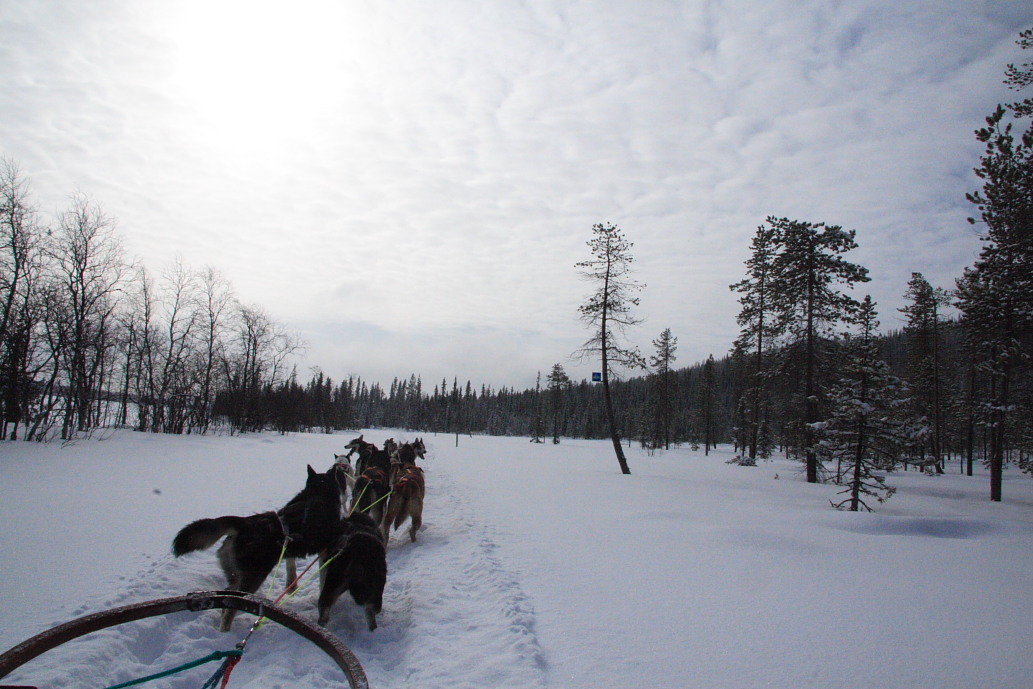 Taking off across the snow.