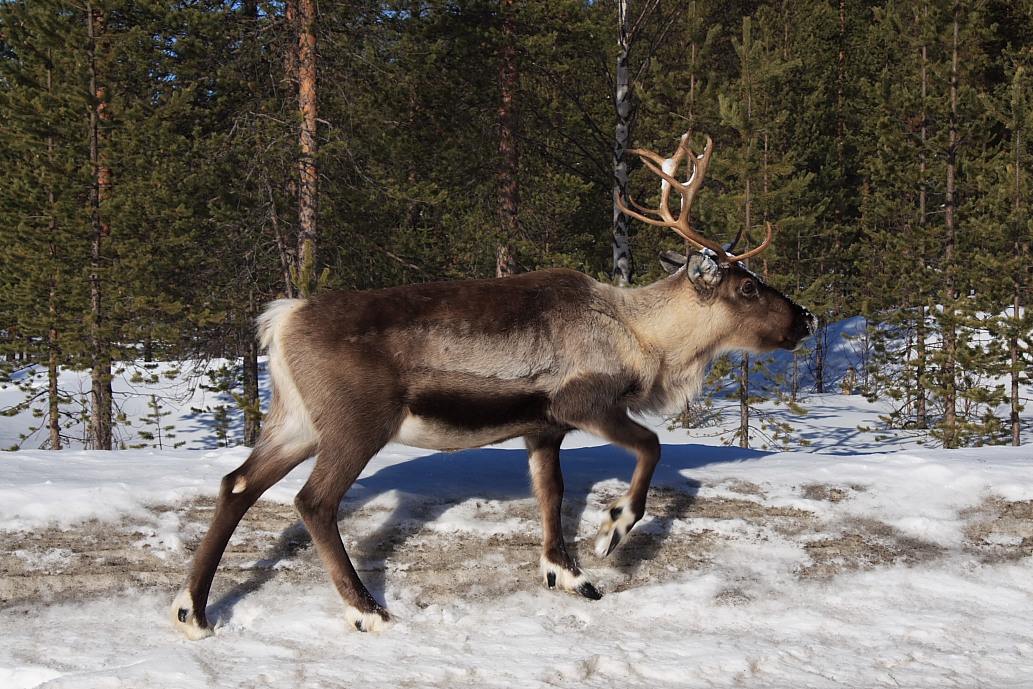 This reindeer walked along the highway, just beside our car.