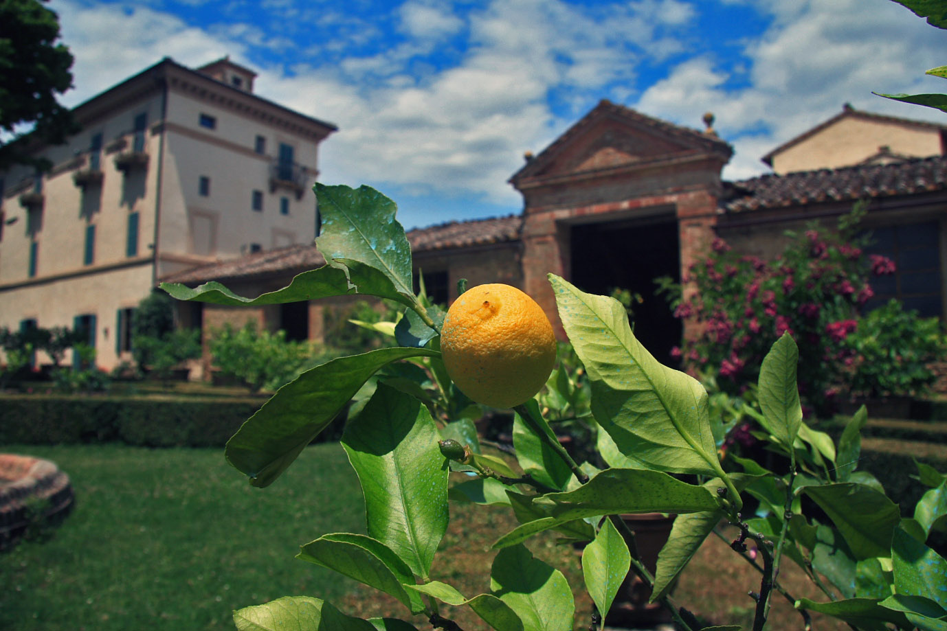 One of the many lemon trees in the garden. 