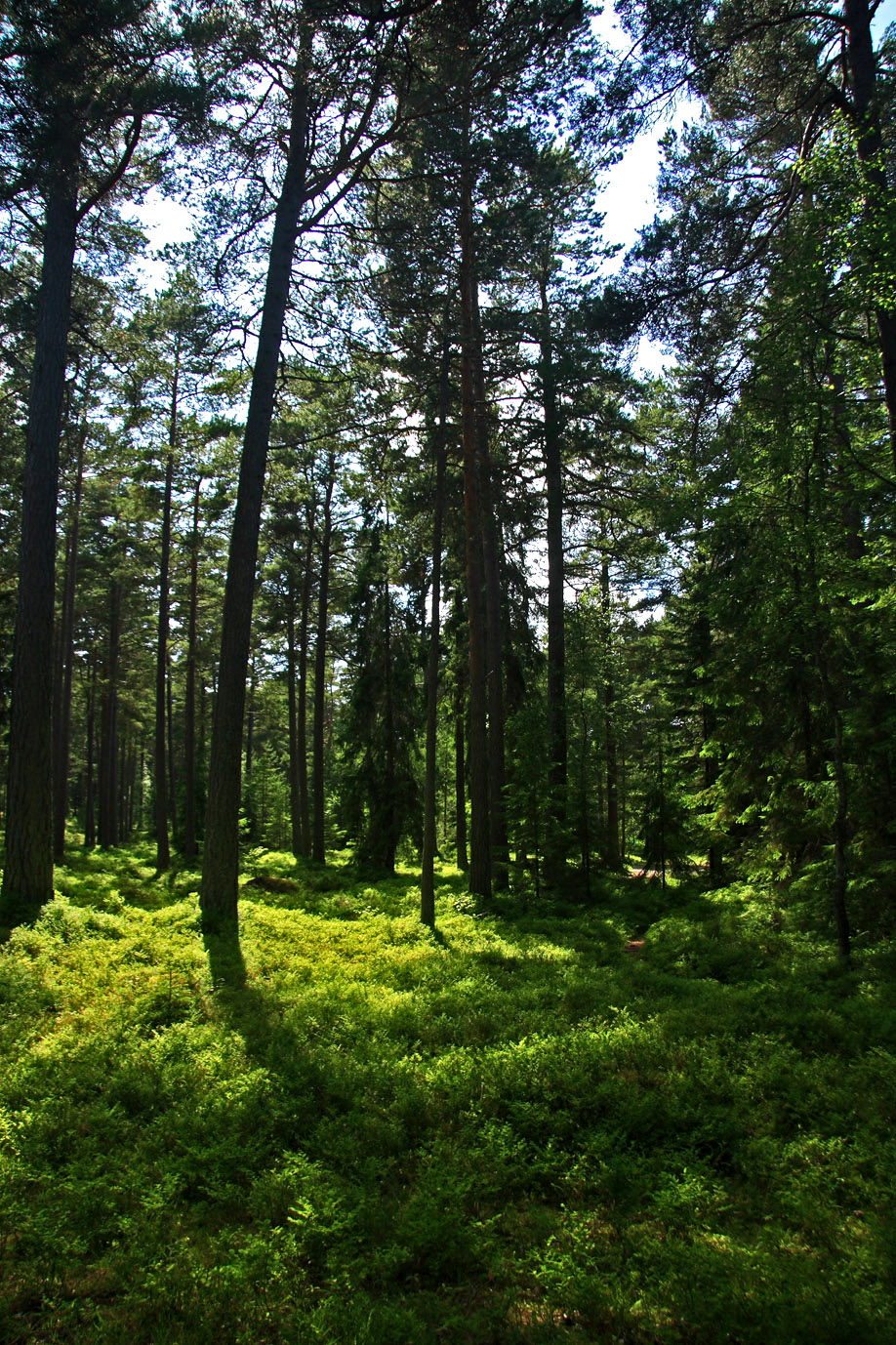 Utö-Alléviksvägen