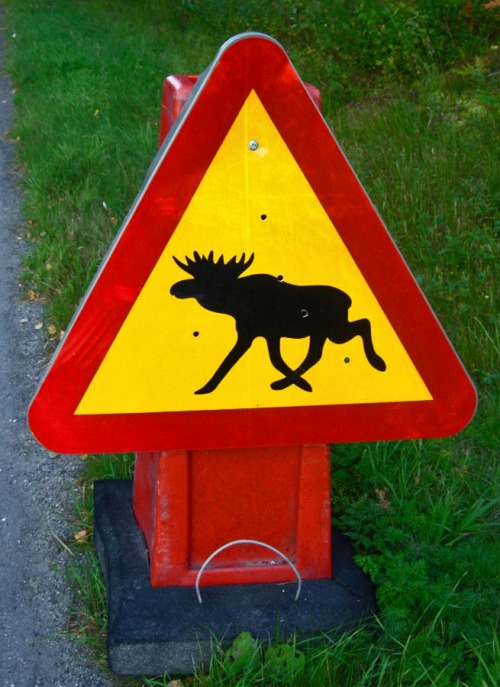 Moose crossing. Right....