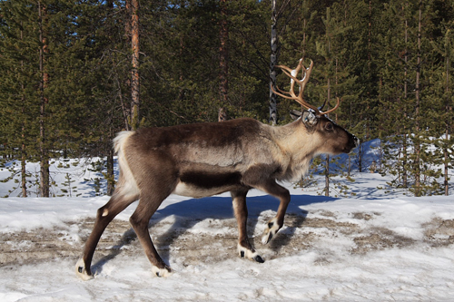 reindeer500