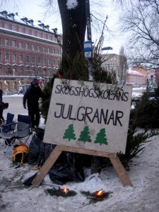 Christmas trees for sale on Södermalm.