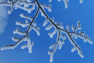 A frosty branch.