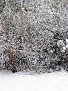 A snowy bush in the park.