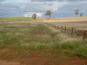 59 North: Sandra Carpenter at a New South Wales farm