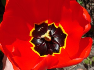 Stockholm tulips