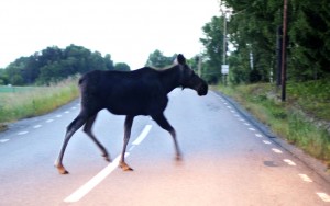 Swedish moose