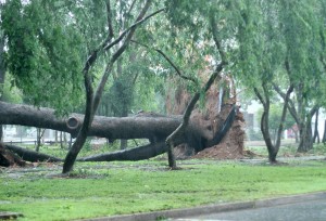 fallen tree