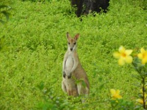 wallaby