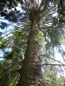 Royal Tasmanian Botanic Gardens