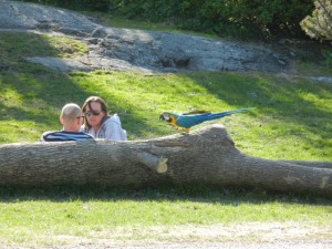 macaw parrot