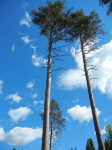 two pines