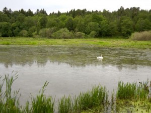djurgarden swans