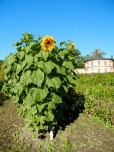 sunflower at rosendals