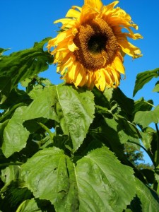 sunflowers on Djurgarden