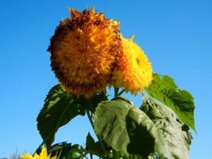 Djurgarden sunflower