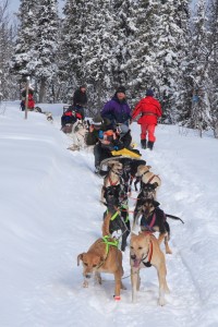 arctic dog sledding