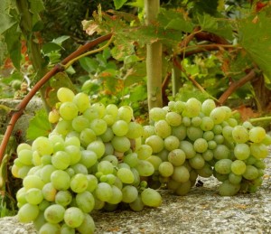 Primosten grapes