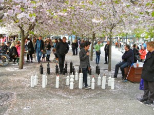 cherry blossoms at kungstrgården
