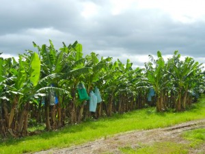 banana fields