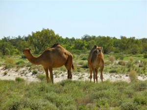  camels in the outback