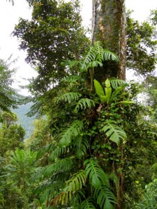 mamu rainforest