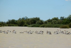 pelicans at Eyre creek