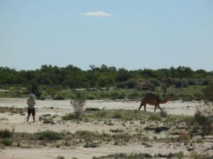 outback camels