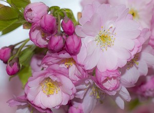 kungstragarden cherry blossoms