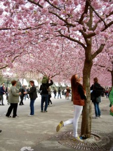 kungsträgården cherry blossoms