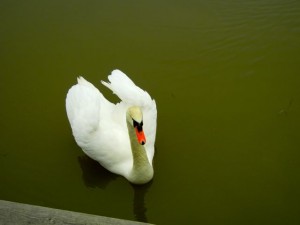 djurgården swan