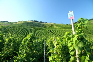 Moselle valley