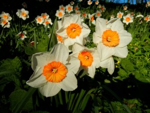 stockholm spring flowers
