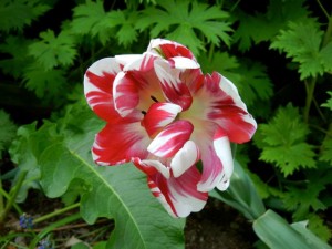 red and white tulip