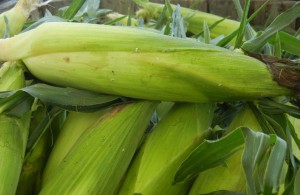 Ohio corn on the cob