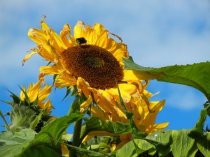 tantolunden sunflower