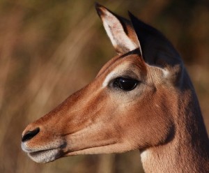 impala south africa