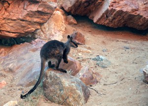 outback australia