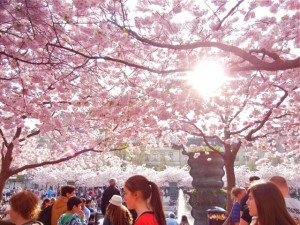 stockholm cherry blossoms