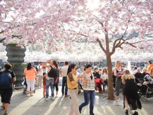 cherry trees stockholm