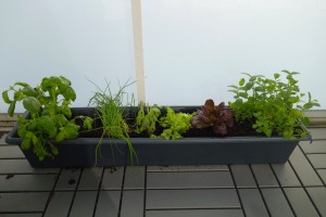 balcony garden