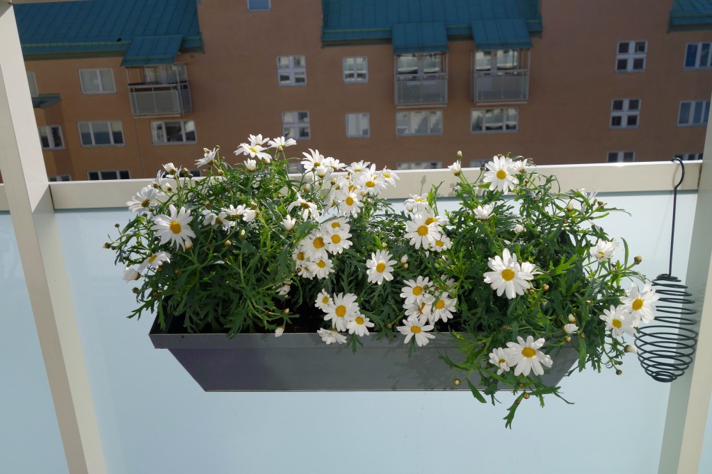 balcony garden